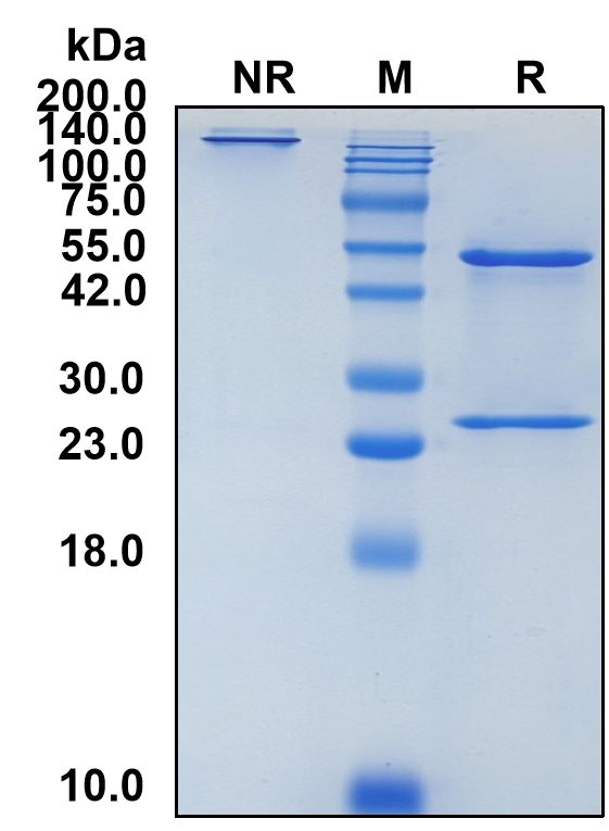 (Eurestobart)Biosimilar Reference Antibody(ENTPD1/CD39)