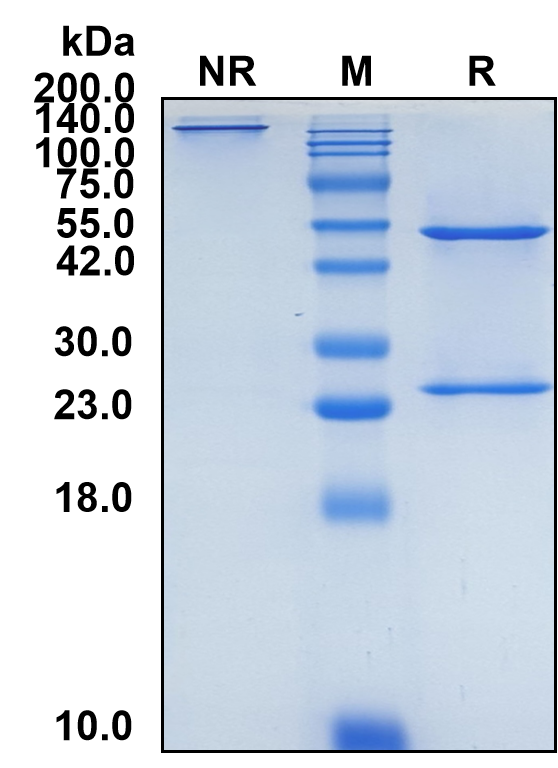 (Evalstotug)Biosimilar Reference Antibody(CTLA4/CD152)