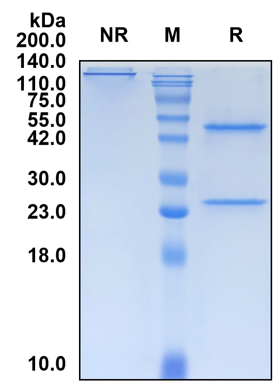 (Evunzekibart)Biosimilar Reference Antibody(TNFRSF9/CD137/4-1BB)