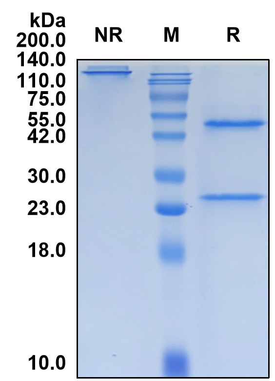 (Ezabenlimab)Biosimilar Reference Antibody(PDCD1/CD279/PD1)