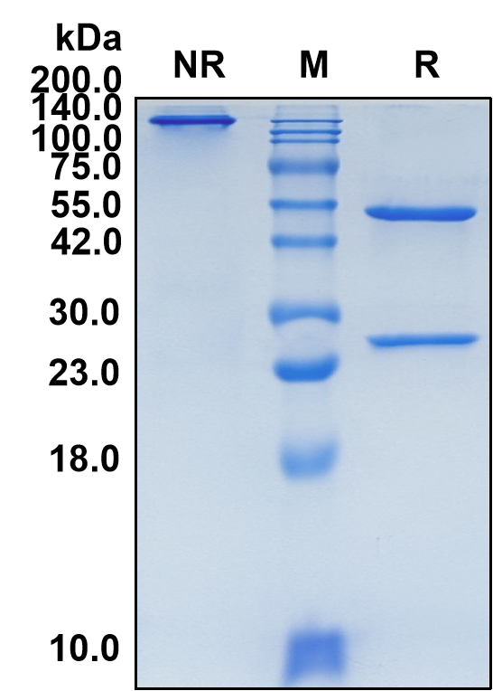 (Falbikitug)Biosimilar Reference Antibody(LIF)