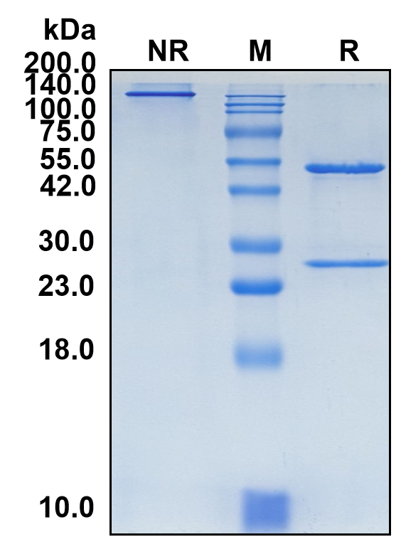 (Felzartamab)Biosimilar Reference Antibody(ADPRC1/CD38)