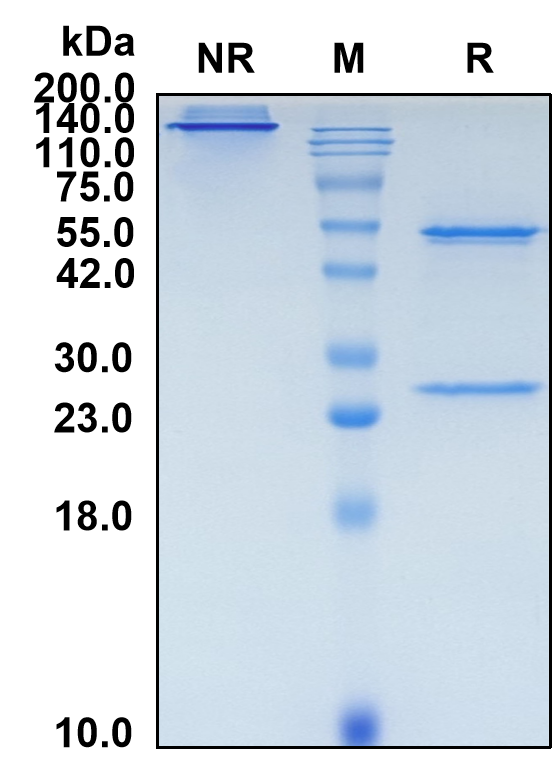 (Finotonlimab)Biosimilar Reference Antibody(PDCD1/CD279/PD1)