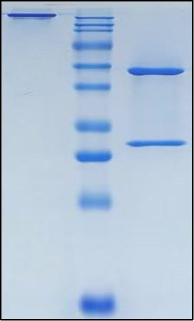 (Firastotug)Biosimilar Reference Antibody(CTLA4/CD152)