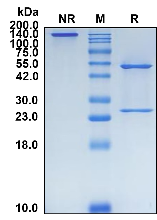 (Fiztasovimab)Biosimilar Reference Antibody(Human Herpesvirus Glycoprotein B AD-1)