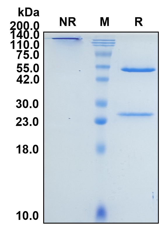 (Freneslerbart)Biosimilar Reference Antibody(Fel d 1)