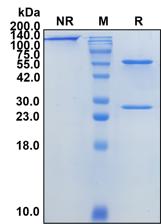 (Futuximab)Biosimilar Reference Antibody(EGFR/ERBB1/HER1)
