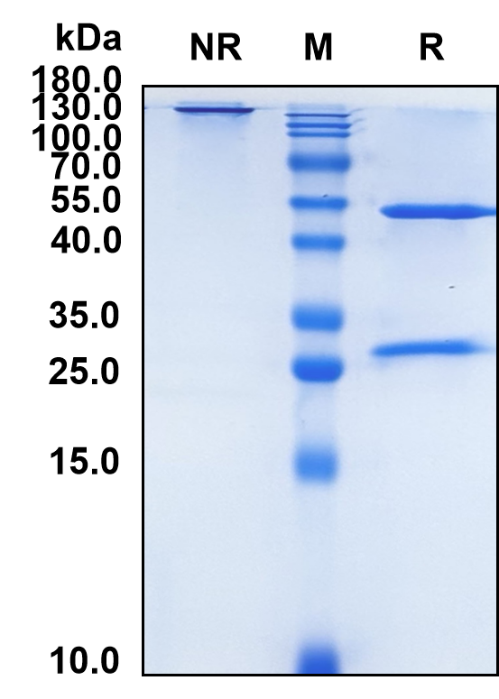 (Ganitumab)Biosimilar Reference Antibody(IGF1R/CD221)