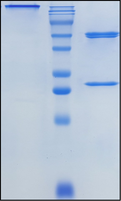 (Gantenerumab)Biosimilar Reference Antibody(APP)