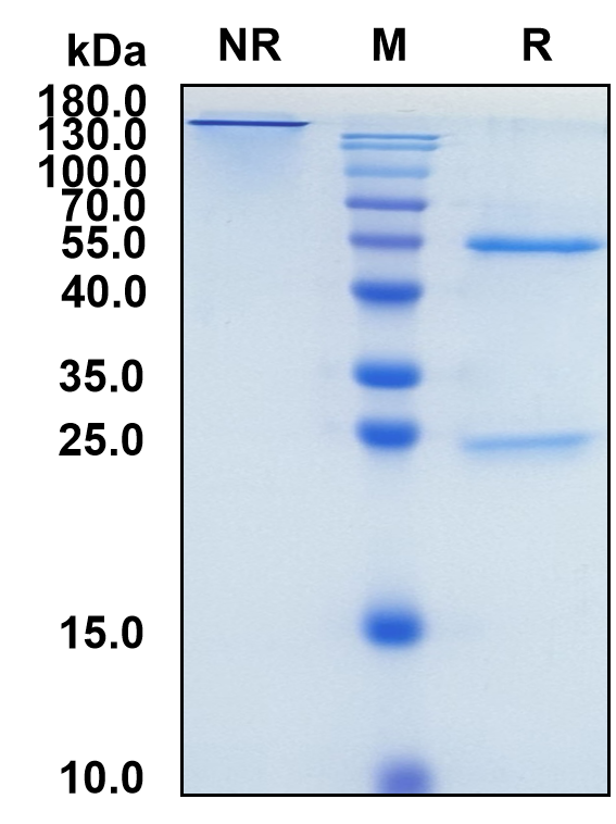 (Garadacimab)Biosimilar Reference Antibody(F12)