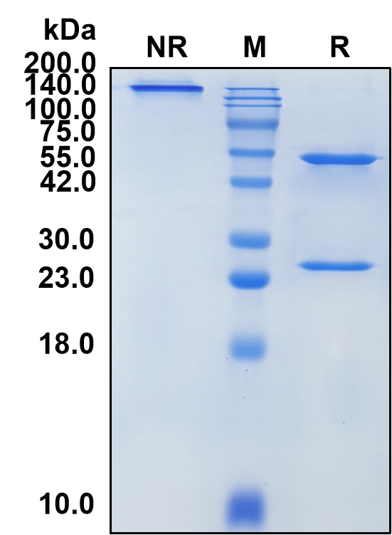 (Garivulimab)Biosimilar Reference Antibody(PDL1/CD274)