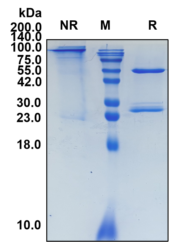 (Gemtuzumab)Biosimilar Reference Antibody(SIGLEC3/CD33/p67)