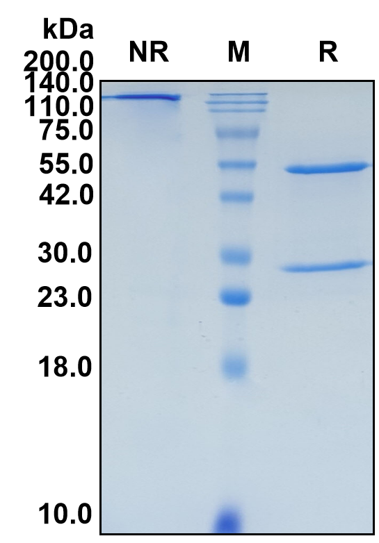 (Geptanolimab)Biosimilar Reference Antibody(PDCD1/CD279/PD1)