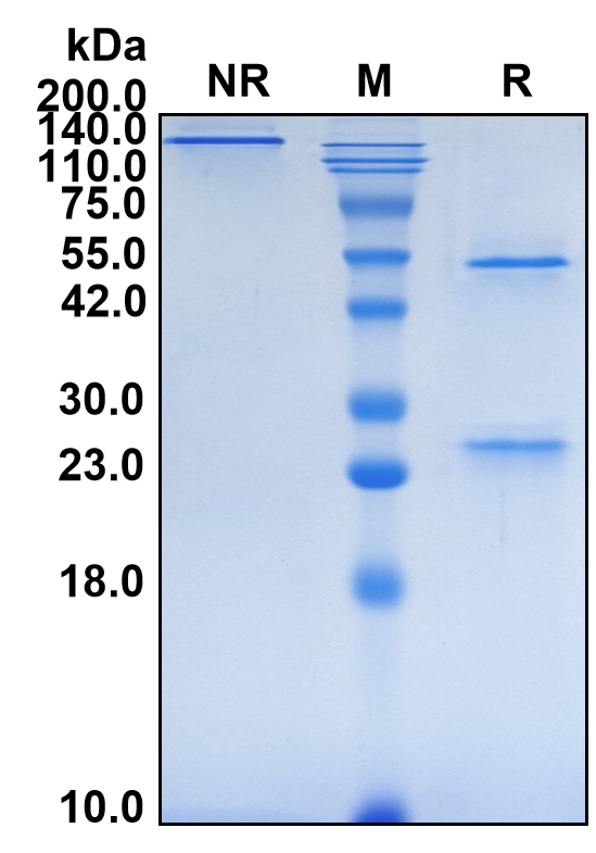 (Gevokizumab)Biosimilar Reference Antibody(IL1B)
