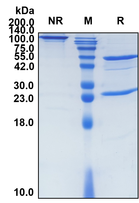 (Girentuximab)Biosimilar Reference Antibody(CA9)