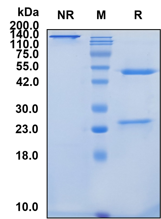 (Gotistobart)Biosimilar Reference Antibody(CTLA4/CD152)
