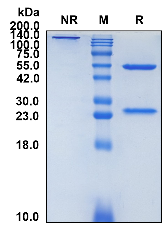 (Gumokimab)Biosimilar Reference Antibody(IL17A)