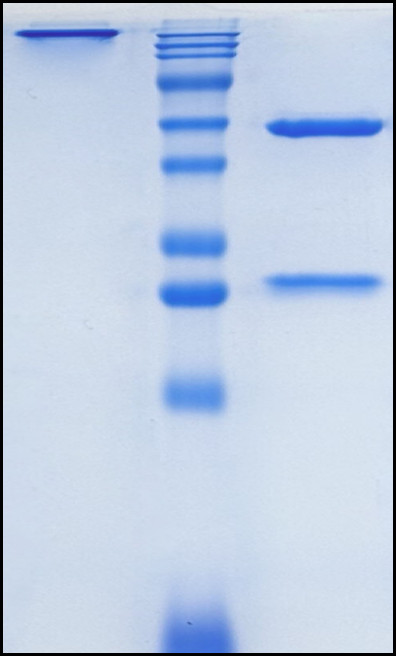 (Guselkumab)Biosimilar Reference Antibody(IL23A)