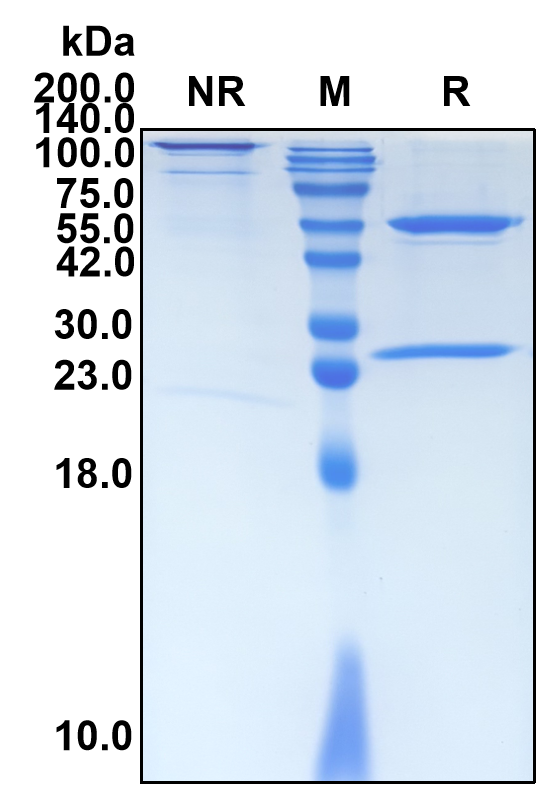 (Ianalumab)Biosimilar Reference Antibody(TNFRSF13C/CD268/BAFFR/BR3)