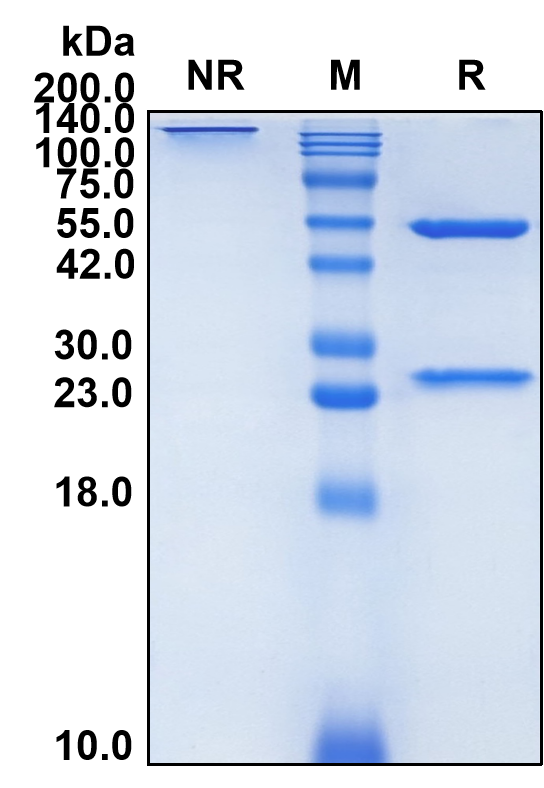 (Ibentatug)Biosimilar Reference Antibody(CSP1)