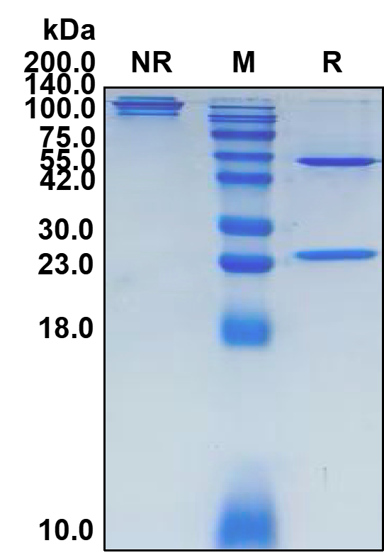 (Icatolimab) Biosimilar Reference Antibody (BTLA)(CAS NO:2236068-83-8)