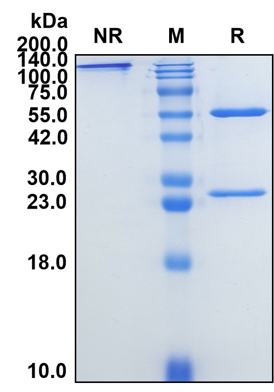 (Icrucumab)Biosimilar Reference Antibody(FLT1)