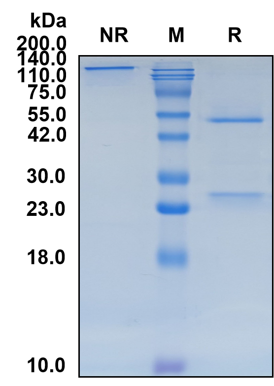 (Idactamab)Biosimilar Reference Antibody(SLC1A5)
