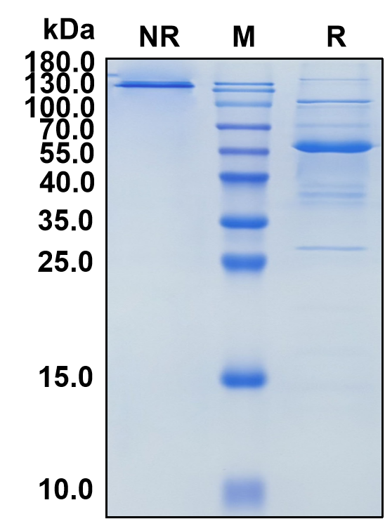 (Imgatuzumab)Biosimilar Reference Antibody(EGFR/ERBB1/HER1)