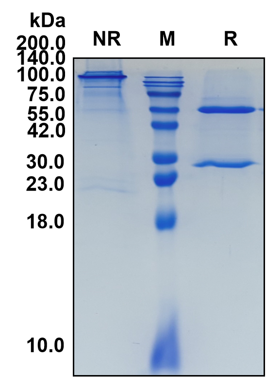 (Indatuximab)Biosimilar Reference Antibody(SDC1/CD138)