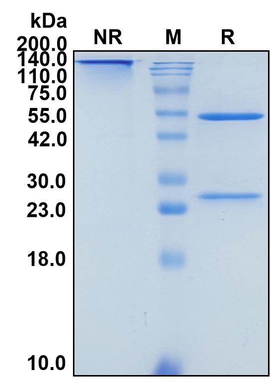(Intetumumab)Biosimilar Reference Antibody(ITGAVB3/CD61/VNR)