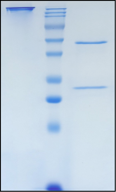 (Iparomlimab)Biosimilar Reference Antibody(PDCD1/CD279/PD1)