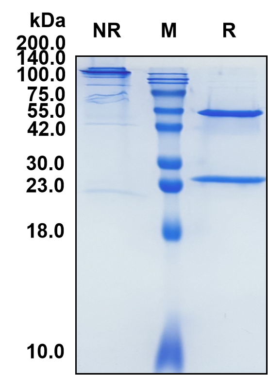 (Iscalimab)Biosimilar Reference Antibody(TNFRSF5/CD40)