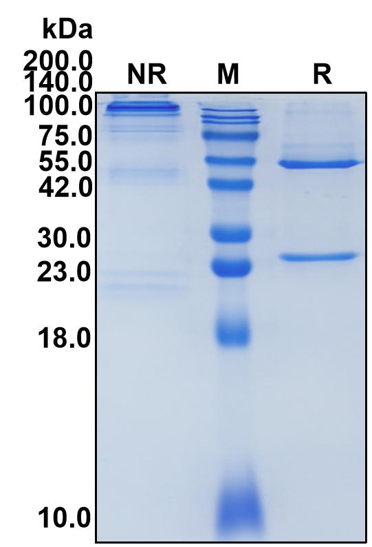 (Ivuxolimab)Biosimilar Reference Antibody(TNFRSF4/CD134/OX40)