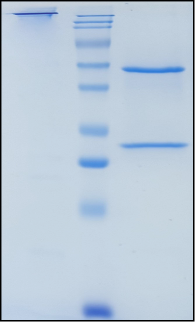 (Ixekizumab)Biosimilar Reference Antibody(IL17A)