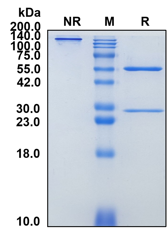 (Izastobart)Biosimilar Reference Antibody(C5AR1/CD88)