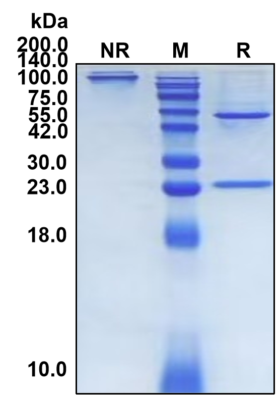 (Labetuzumab)Biosimilar Reference Antibody(CEACAM5/CD66e)