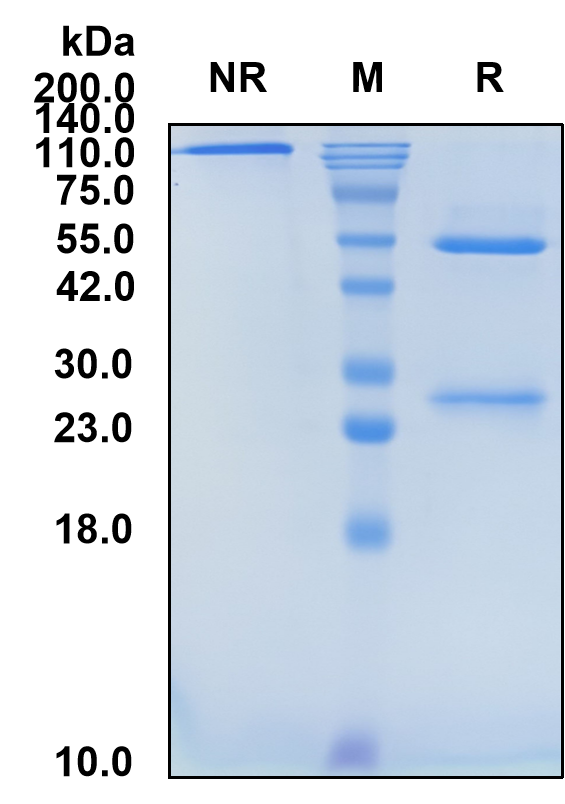 (Lacutamab)Biosimilar Reference Antibody(KIR3DL2/CD158K)
