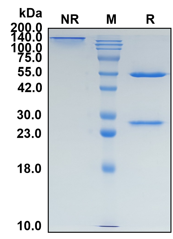 (Lanadelumab)Biosimilar Reference Antibody(KLKB1)