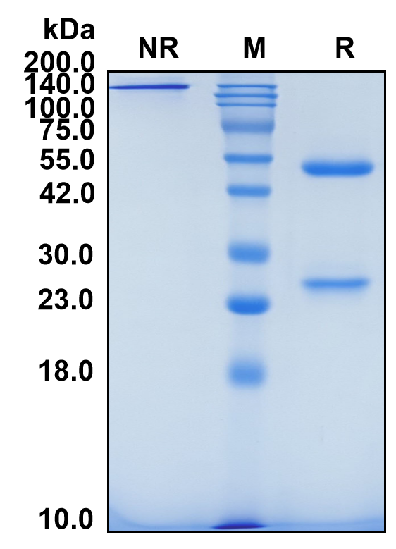(Lancastotug)Biosimilar Reference Antibody(TIGIT/WUCAM/VSTM3)