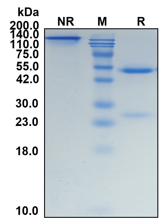 (Laprituximab)Biosimilar Reference Antibody(EGFR/ERBB1/HER1)