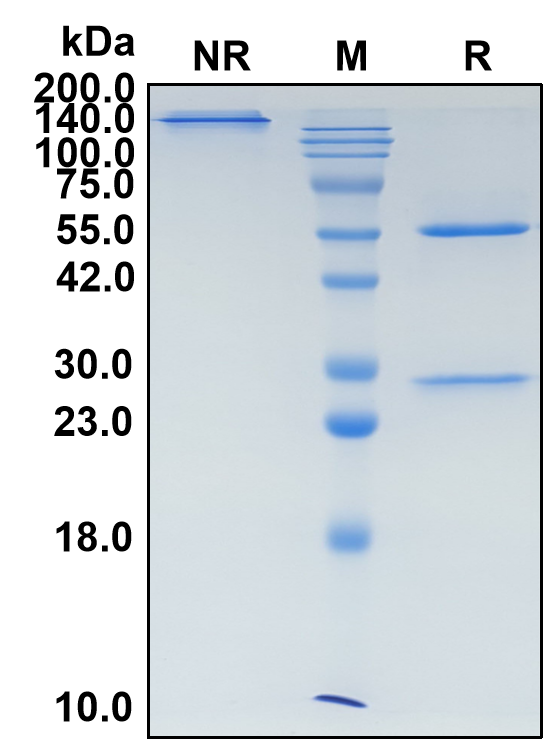 (Latozinemab)Biosimilar Reference Antibody(SORT1)