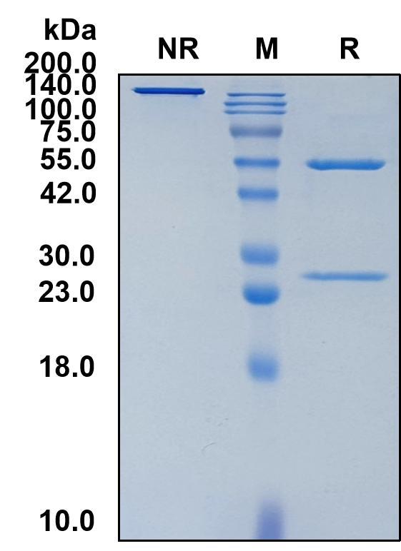 (Lecanemab)Biosimilar Reference Antibody(APP)(CAS NO:1260393-98-3)