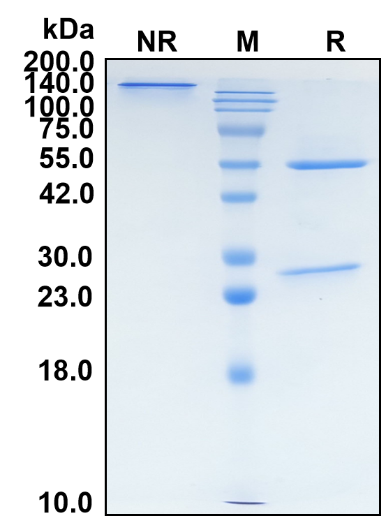 (Lenzilumab)Biosimilar Reference Antibody(CSF2)