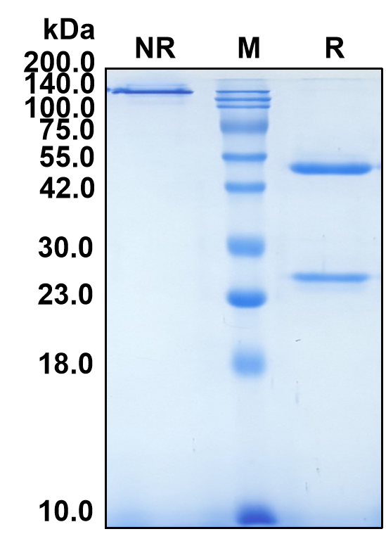 (Levilimab)Biosimilar Reference Antibody(IL6R/CD126)