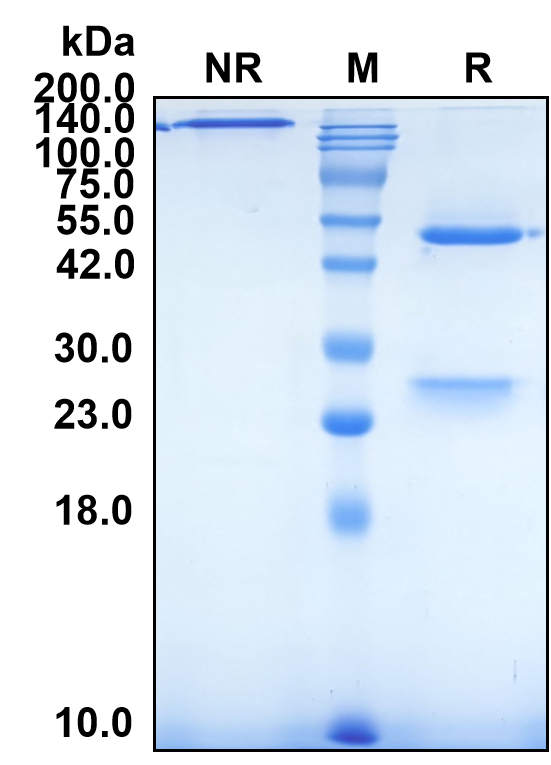 (Lexatumumab)Biosimilar Reference Antibody(TNFRSF10B/CD262/DR5/TRAILR2)