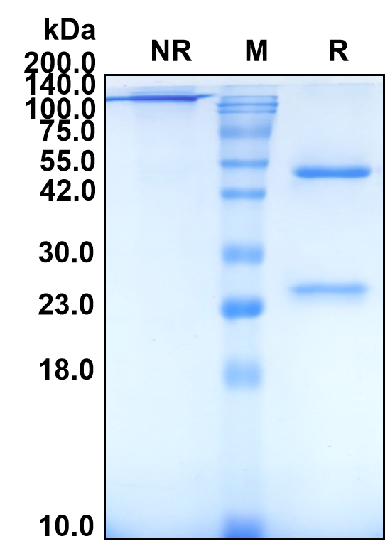 (Ligelizumab)Biosimilar Reference Antibody(IGHE)
