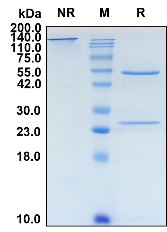 (Lirilumab)Biosimilar Reference Antibody(KIRD2)