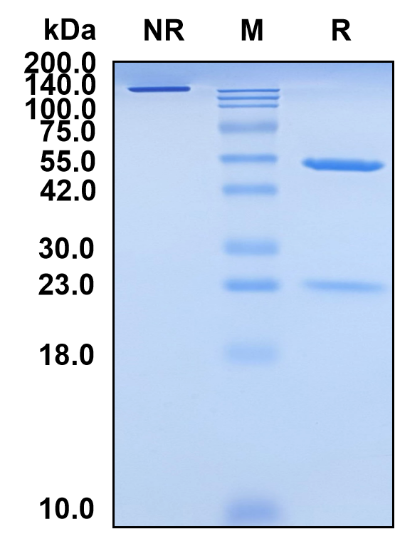 (Lodelcizumab)Biosimilar Reference Antibody(PCSK9)(CAS NO:1355338-54-3)