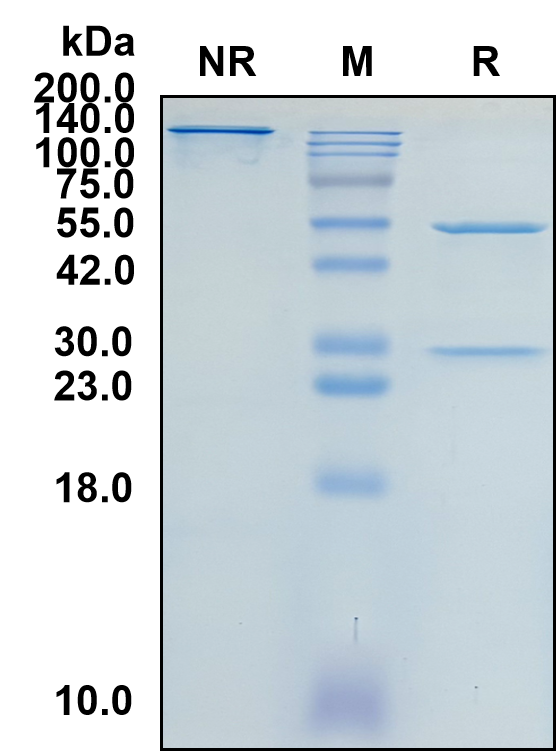 (Lokivetmab)Biosimilar Reference Antibody(IL31)(CAS NO:1533403-95-0)