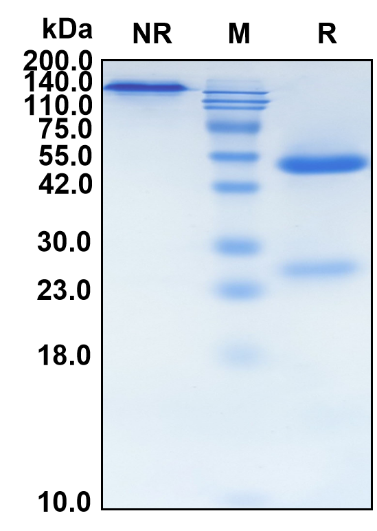 (Lonigutamab)Biosimilar Reference Antibody(IGF1R/CD221)